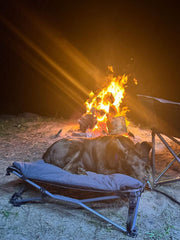 WILDTRAK™ Folding Deluxe Pet & Dog Bed (for Home or Camping), Washable Cover, Carry Bag with Shoulder Strap, 60KG Rating