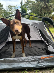 Pet Tent Instant Up 125x105x68cm